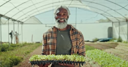 Happy senior black man, plant and harvest for agriculture, resource or crops in greenhouse at farm