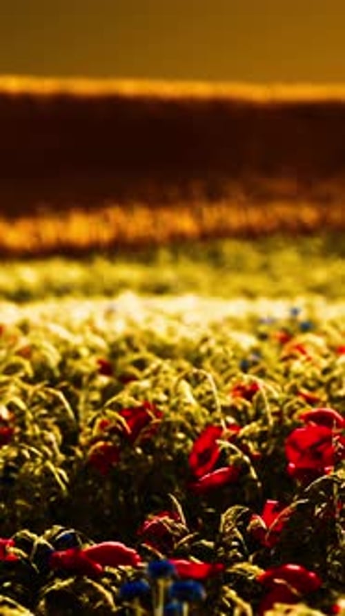 Beautiful Poppy Field During Sunrise
