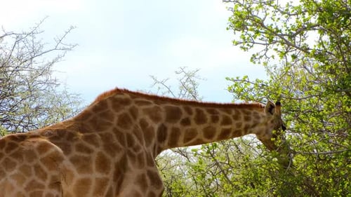 Wilde Giraffe ernährt sich vom Akazienbaum
