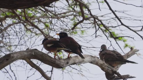 deux oiseaux myna ou mynah sautent d'une branche sur laquelle ils étaient perchés, laissant derrière eux une colombe tachetée
