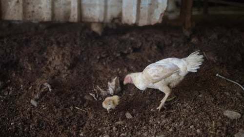 A Mother Hen Taking Care of Her Adorable Chicks in a Charming and Rustic Farm Setting