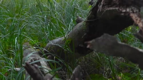 Brown broken tree log in tall green grass, camera moving up and revealing the autumn forest behind.