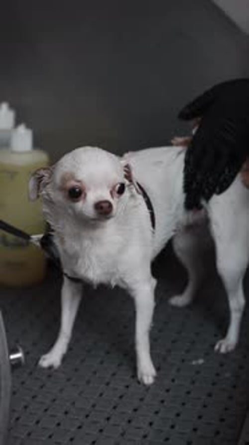 Wet Chihuahua Getting Bathed at Home