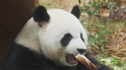 Giant Panda Relaxing and Eating Bamboo in Nature