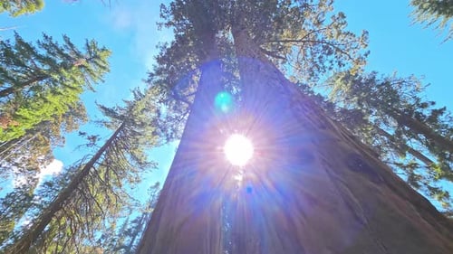 Cadre Vidéo Cinématique Sur La Nature Des Séquoias Géants Du Bas Angle De La Forêt Avec Des Troncs Massifs Et