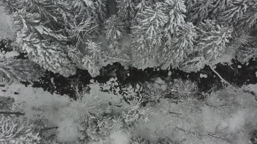 Snowy River Flowing Through Winter Forest