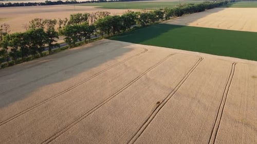 Landscape Yellow Fields of Ripe Wheat Field Green Agricultural Plants Highway