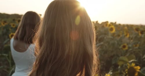 Rear View of Two Fairhaired Young Women in White Dresses Against the Background of Sunflowers in the