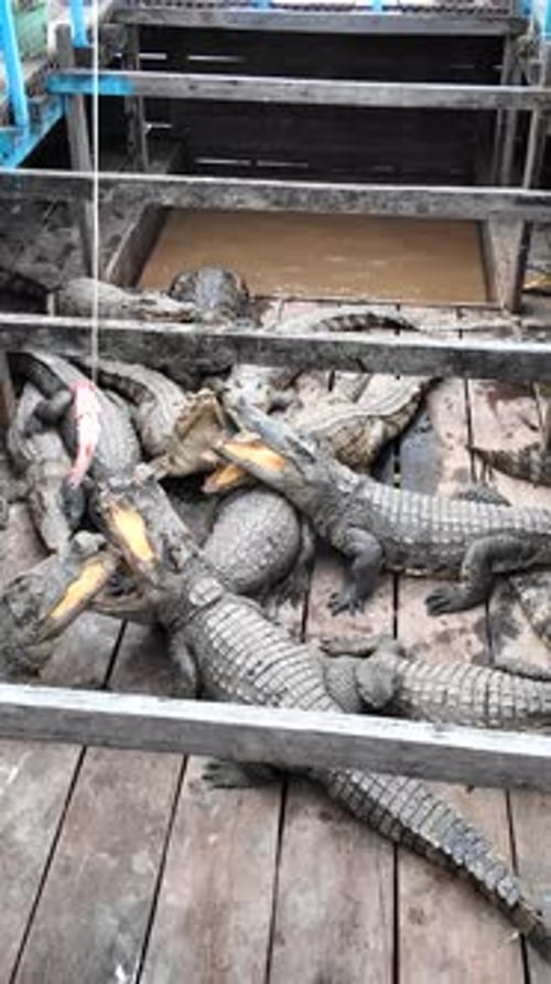 Crocodiles siamois verticaux dans un enclos cambodgien, certains avec les mâchoires ouvertes, les yeux rivés sur l'appât.