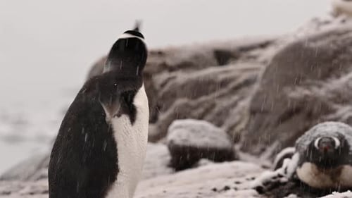Gentoo Penguins Standing in the Falling Snow
