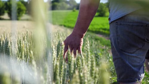 Male Arm of Agronomist Moves Over Unripe Wheat Growing on the Meadow Young Farmer Walking Near