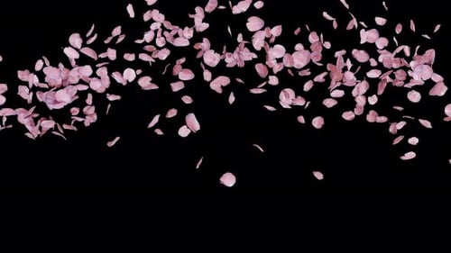 Alpha Channel During Cherry Blossom Seasonal 05 4K