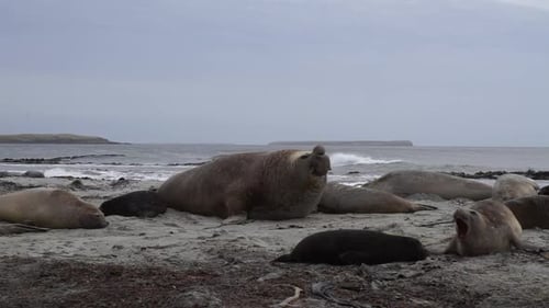 Elephant seal crawling across beach