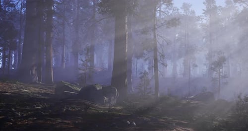 Light Filtering Through Tall Trees in a Serene Forest Setting at Dawn