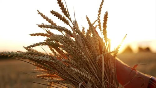 Golden Wheat Harvest in Rural Setting at Sunset