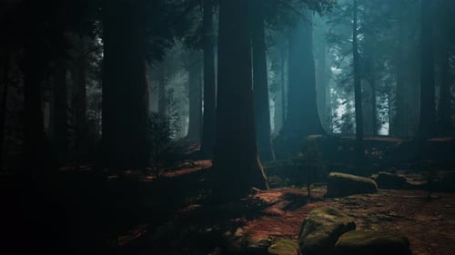 Forêt de séquoias remplie d'arbres et de rochers