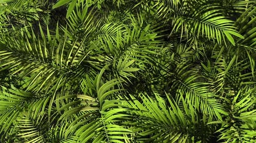 Tropical Palms Background Loop