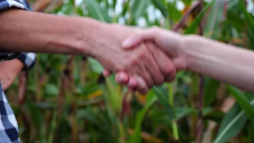 Two Female Farmers Shaking Hands with a Green Corn Meadow at Background Business Partners Concluded