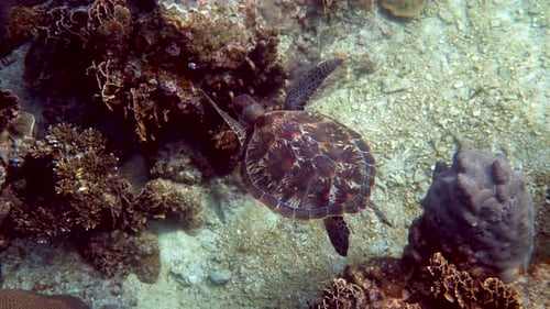 Underwater Shot of Wild Sea Turtle Swimming Among Tropical Corals and Fishes