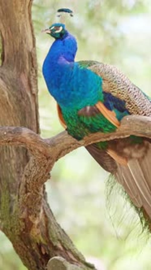 Magnifique paon mâle perché sur une branche d'arbre
