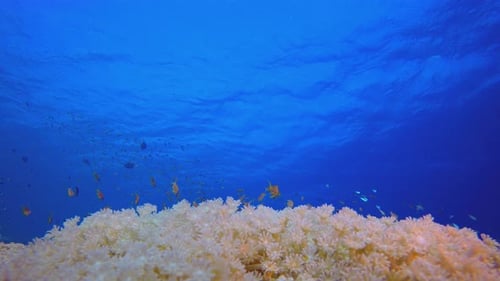 Underwater Soft Corals Blue Sea Water