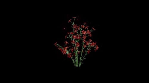 Red Flowers Growing Time-Lapse Bloom Animation