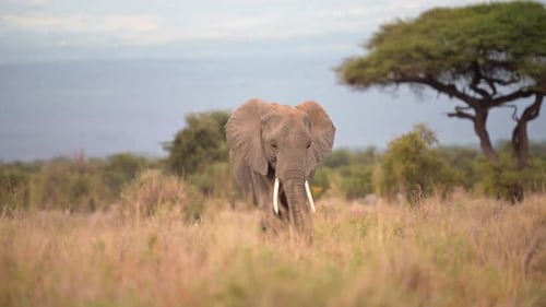 Elephants walking in Botswana grassland on a beautiful clear day, Low angle shot