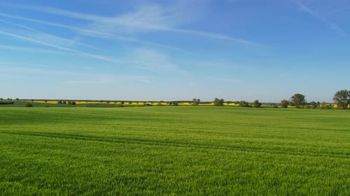 ein Drohnenflug über ein grünes Maisfeld im Mai