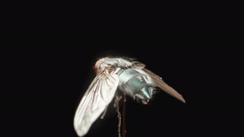 Spinning green fly on a black background, extreme macro shot, rear view showing the movement of its
