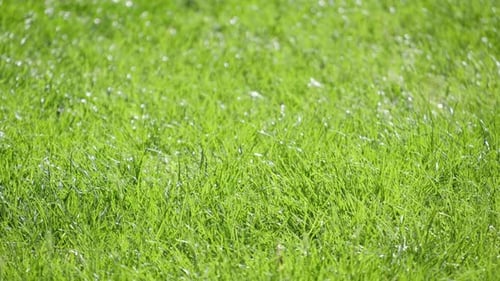 Schönes grünes Gras, beleuchtet durch Sonnenlicht, Grashintergrund