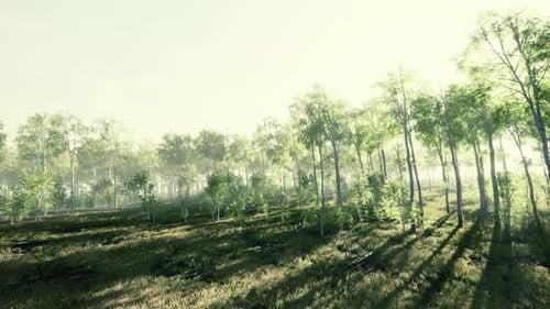 Green Birch Forest at Sunset