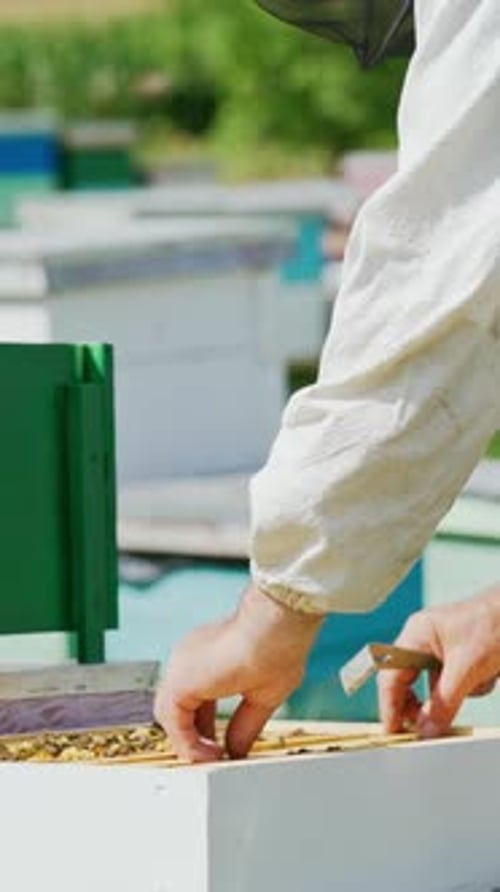 Beekeeper Inspecting Honeycomb Frame Covered in Bees