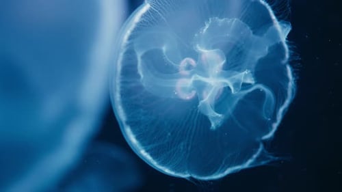 Close up of blue luminous jellyfish floating in the water