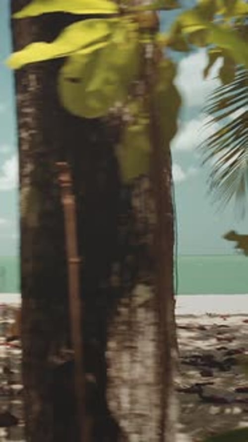 Young Woman Walking on Tropical Beach with Palm Trees Thailand Travel Destination