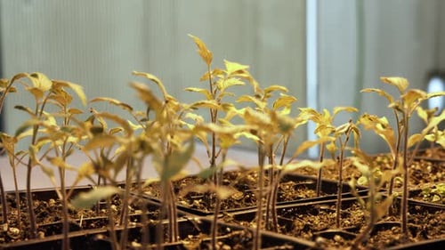 Growing seedling rising from soil in the greenhouse