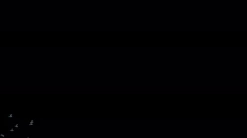 Animated Silhouette of a Flying Flock of Birds