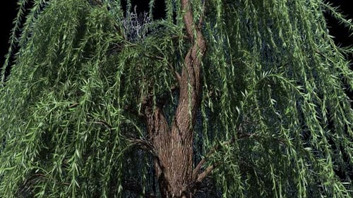 Weidenbaum auf Alpha