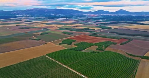 Aerial View of Lavender Field in Provence France Blooming Violet Fragrant Lavender Flowers at Sunset