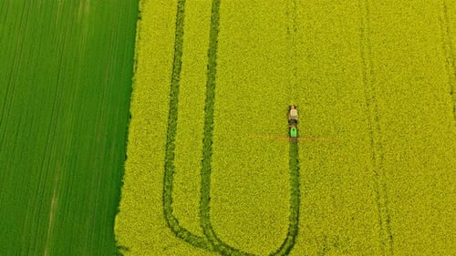 Farmer Operating Tractor And Spraying Chemicals On Rapeseed Field With Yellow Flowers In Lubawa, Pol