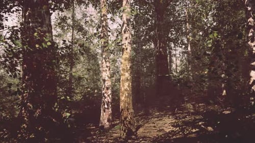 A Dense and Majestic Birch Forest with Towering Trees