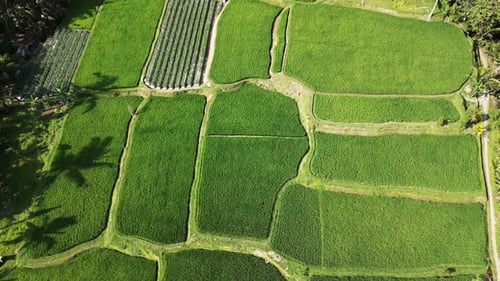 Aerial drone view of vibrant green rice paddies near Ubud, Bali, Indonesia. Rectangular agricultural