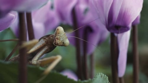 Praying Mantis in a purple flower bed - Close up