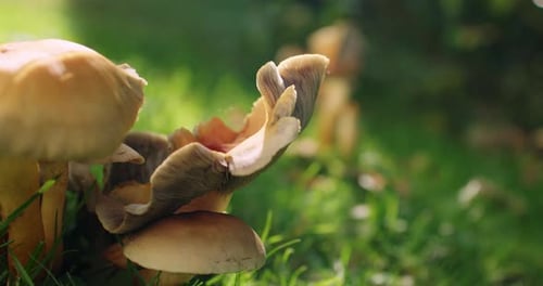 Medium close up shot of a volumetric undefined mushroom growing in a garden. Shallow depth of field
