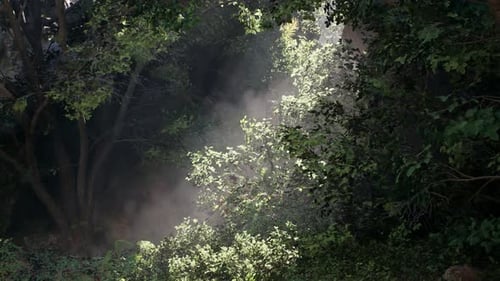 Serene Sunlit Forest Scene With Lush Greenery And Misty Atmosphere