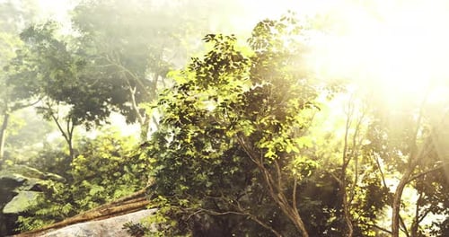 Sunlight Filtering Through Lush Green Foliage in a Serene Forest
