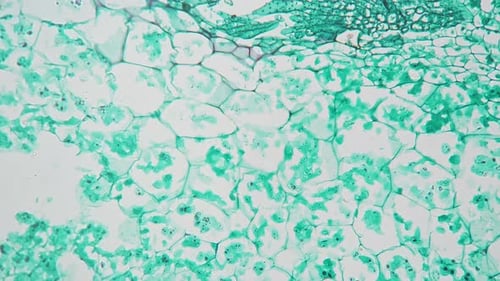 Cyphella de Marchantia en section filmée avec un grossissement multiple 200x sur fond clair