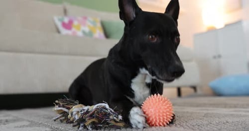 Cute dog chewing toy ball on floor at home, closeup. Camera moving up and down