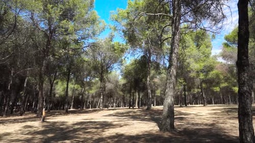 Moving shot of group of trees in a park