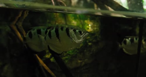 Peces arquero nadando cerca de la superficie del agua en un entorno acuático natural con poca luz