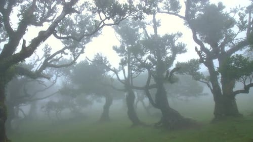Foggy mysterious tree forest wood of fanal madeira fairy mist cloudy moss fantasy rainy horror 4k